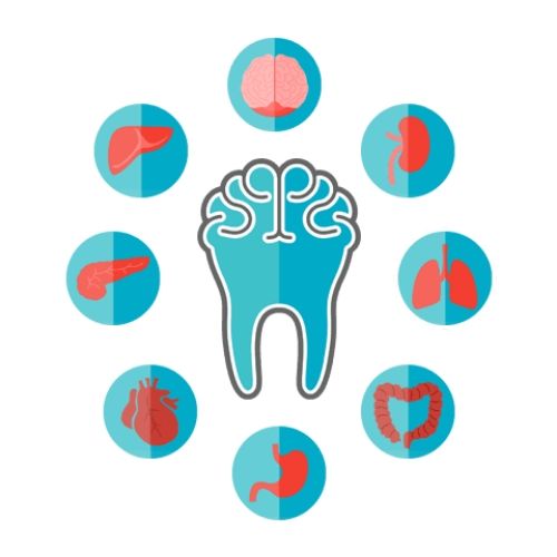 conexion diente organo 